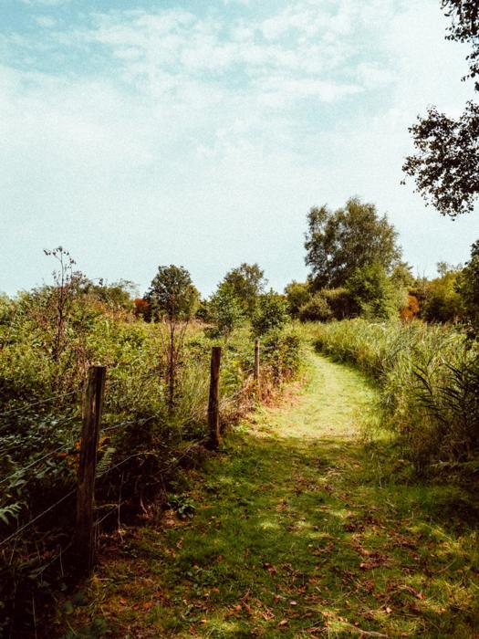 Chemin d'été
