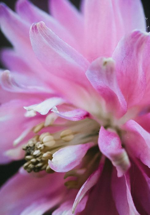 Danse florale
