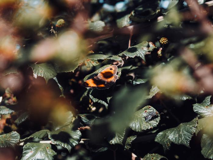 Des feuilles et des ailes