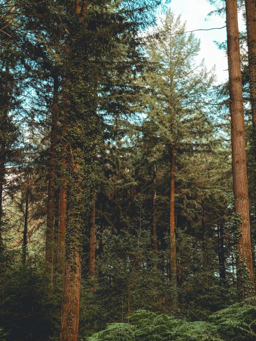 Entouré de géants
