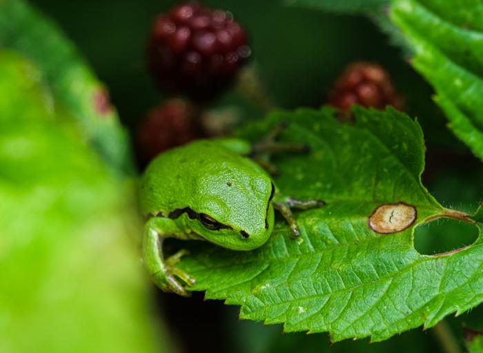 French frog