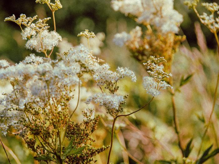 Parfums d'été