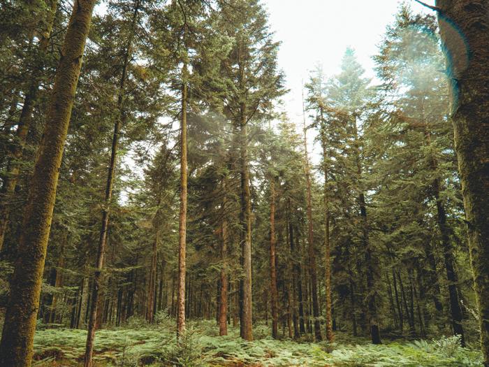 Saisir la pluie auprès des sapins