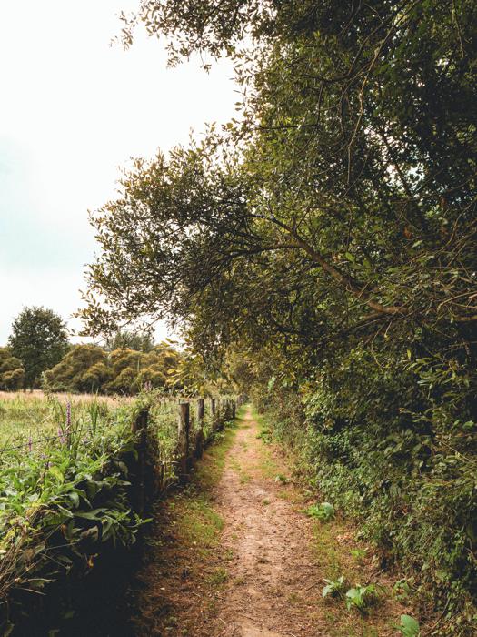 Un chemin dans les marais…
